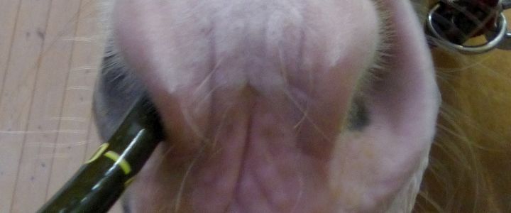 Ein Schlauch in der Nüster eines Pferdes