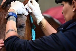 Injektion über dem Pferdeauge