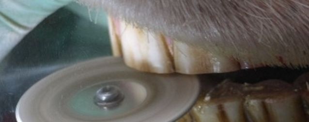 kürzen der Schneidezähne