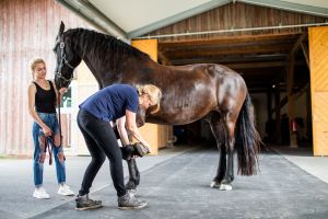 Lahmheitsuntersuchung